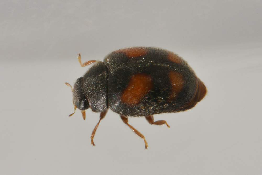 Coccinellidae:  Nephus quadrimaculatus
